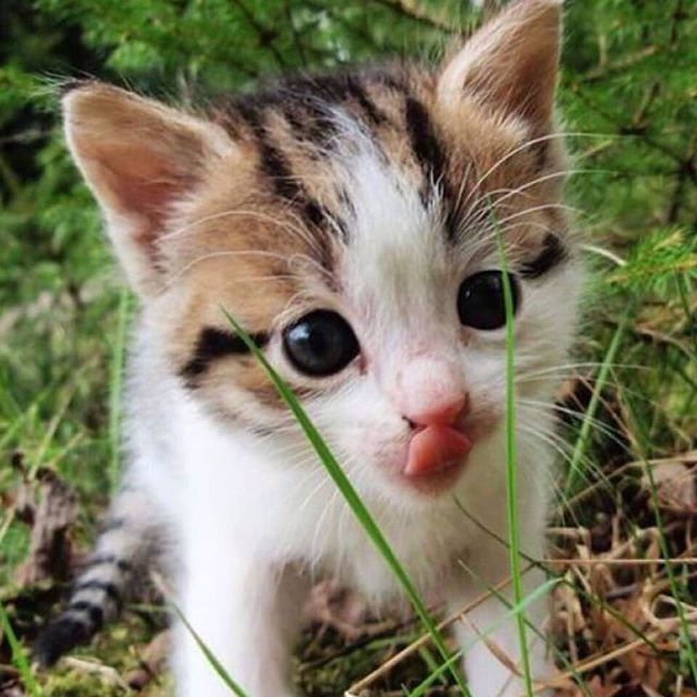 Позитивные и веселые котики для улыбки Позитивные и веселые котики для улыбки котоматрица,угарные фотки,фото приколы,юмор