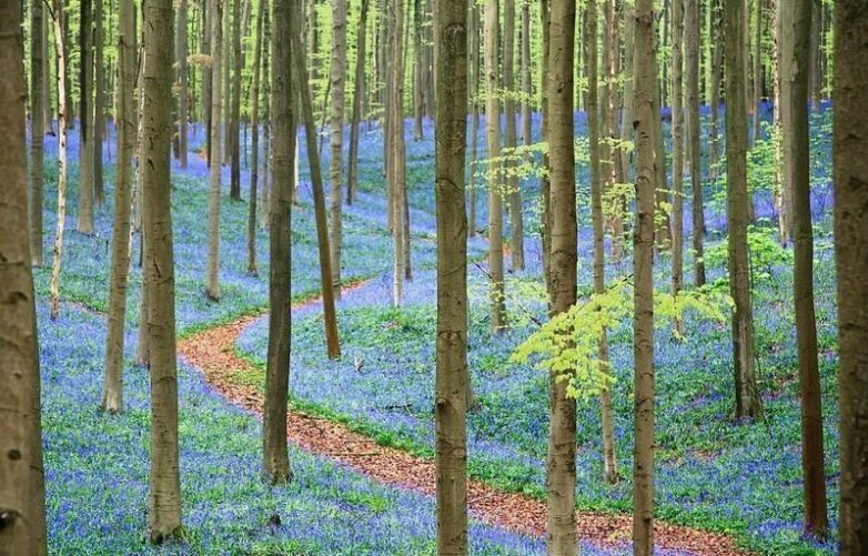 9 самых удивительных лесов планеты здесь, которых, Девоншир, деревьев, Харадс, Грыфино, именно, лесов, ковер, Глостершир, Финглз, особенно, настоящая, ценность, примерно, Брюсселя, приобретает, совершенно, фантастический, весной
