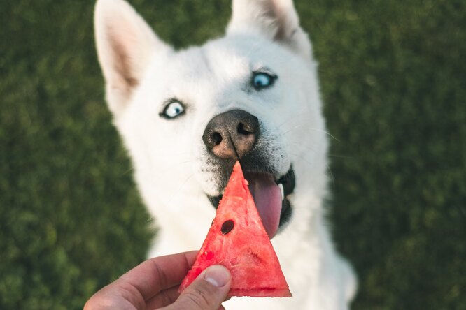 Какими фруктами и ягодами можно кормить собак: список запрещенного и разрешенного
