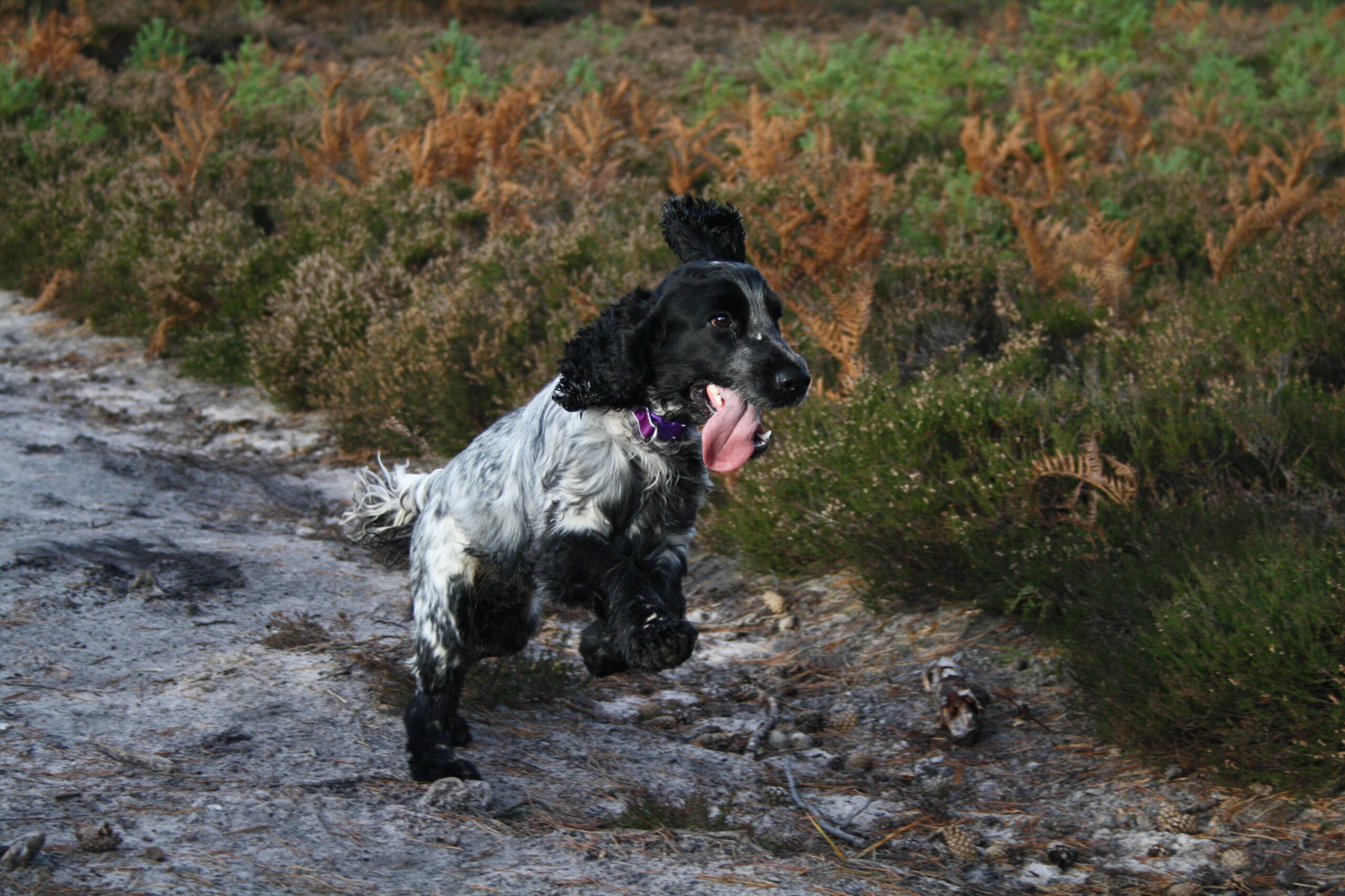 Английский кокер-спаниель. Часть третья