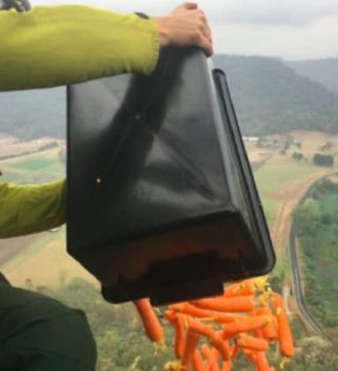 Морковь выбрасывают