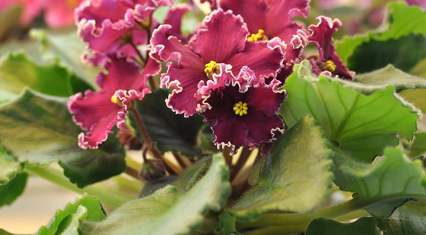 Фото и описания самых красивых сортов домашних фиалок всех цветов радуги, кроме одного комнатные растения,цветоводство