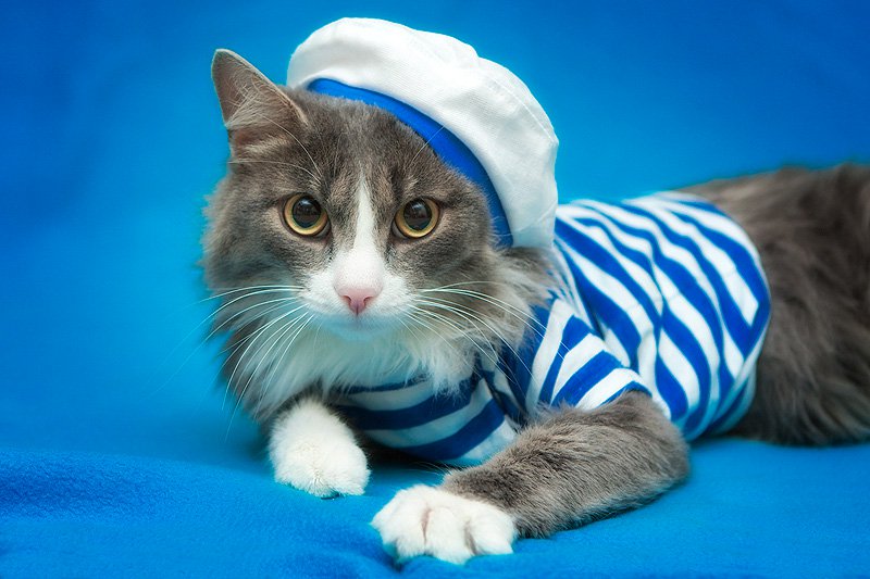 10 необычных кошачьих профессий 10 необычных кошачьих профессий животные