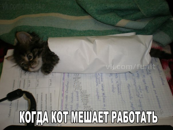 Подборка картинок и фотографий с веселыми надписями