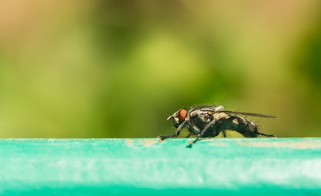 10 самых страшных насекомых в мире насекомые,опасности,природа