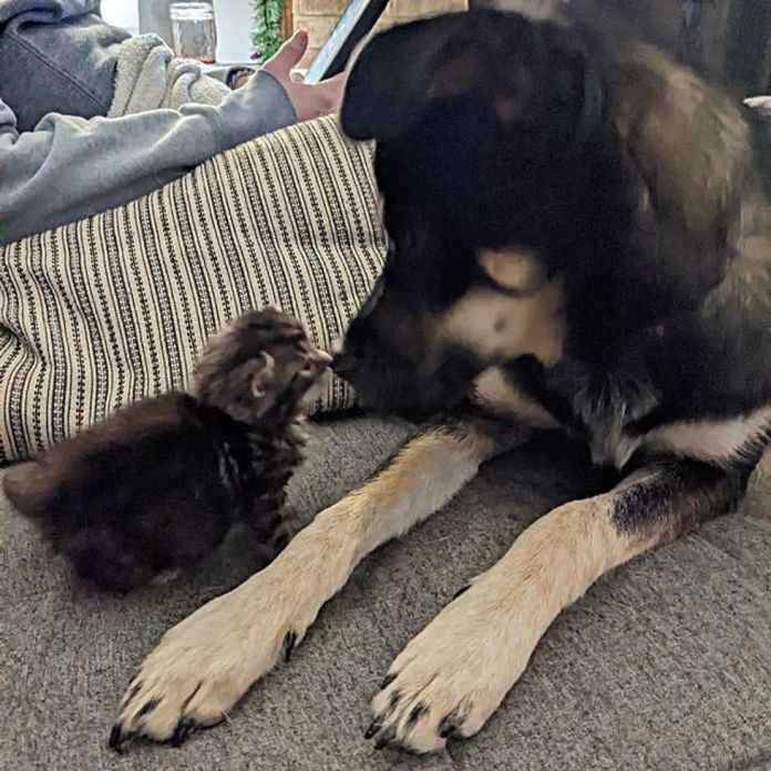 Без кота и жизнь не та