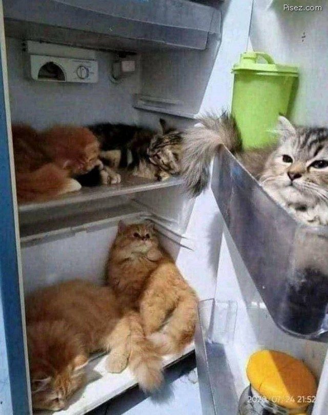 Приколы января 2021. Финал Приколы января 2021. Финал смешные картинки,фото-приколы,юмор