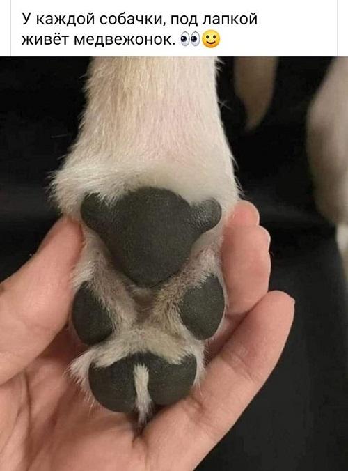 Свежие очень смешные картинки Свежие очень смешные картинки