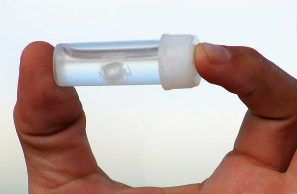 Одно из самых опасных существ на планете