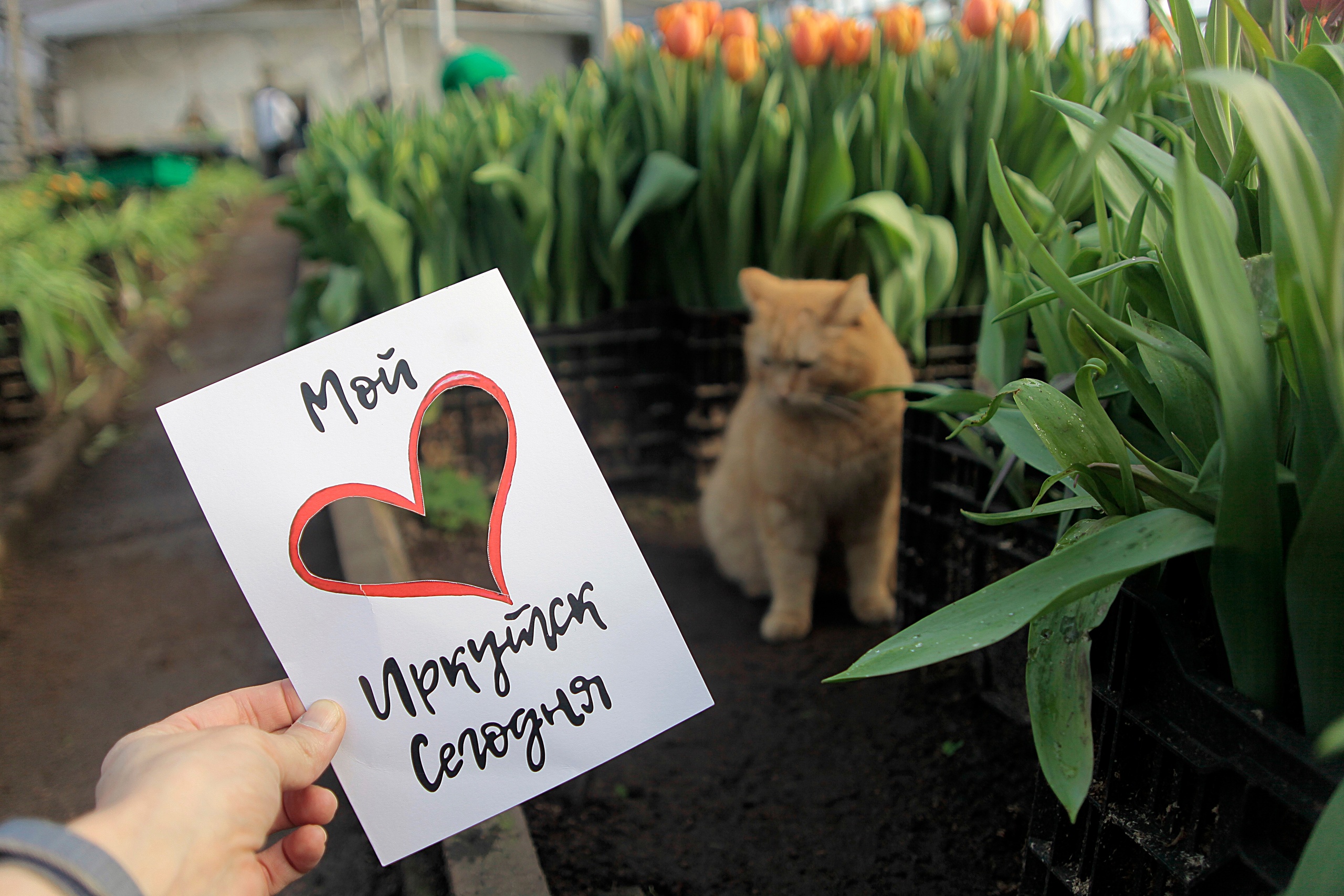 Иркутский Горзеленхоз вырастил 600 тысяч тюльпанов к 8 марта
