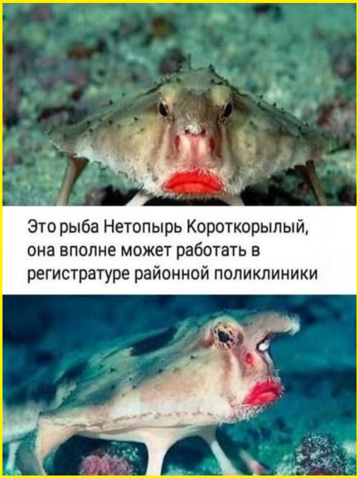 Прикольные картинки с веселыми подписями 