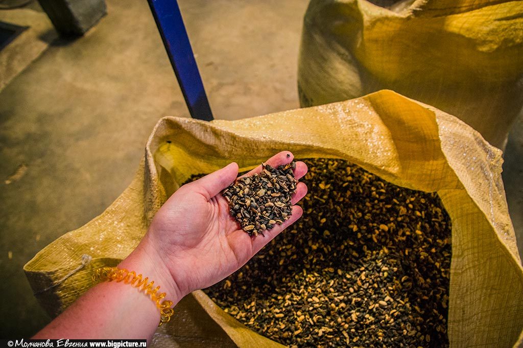 Как в Доминикане выращивают кофе