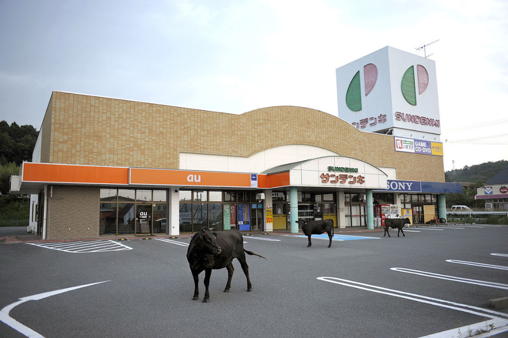 Окрестности АЭС «Фукусима» сейчас