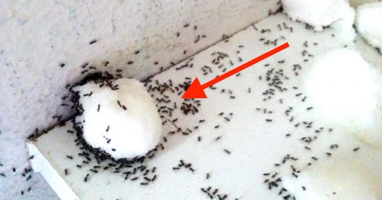 Внимание, так можно избавиться от ненавистных муравьев в квартире
