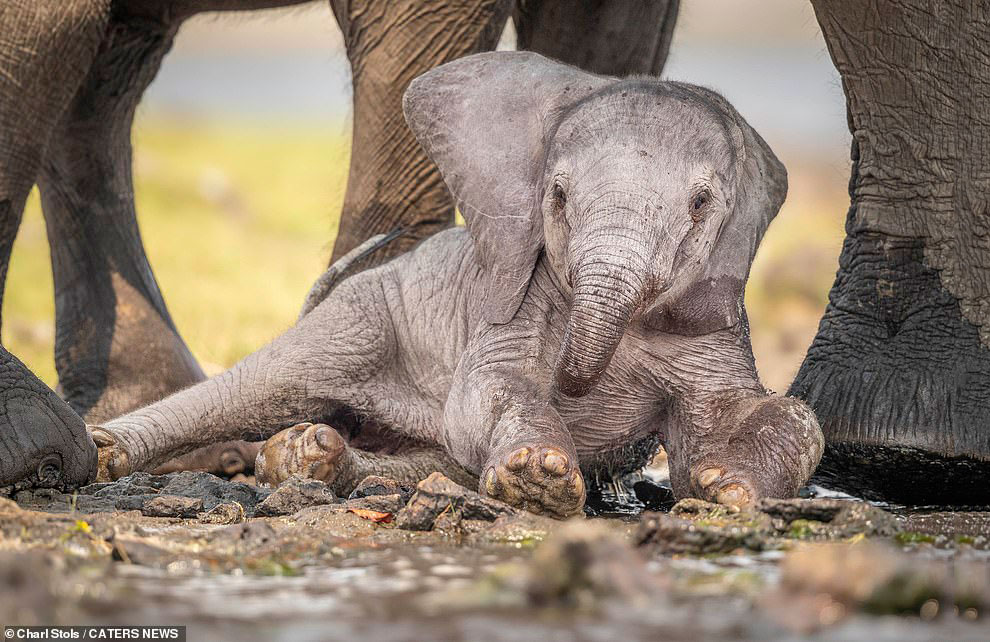 Первые дни слоненка в фотографиях
