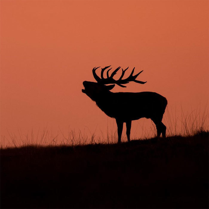 Что происходит в природе, когда никто не видит: 20 изумительных фото Дика ван Дуйна Что происходит в природе, когда никто не видит: 20 изумительных фото Дика ван Дуйна интересное,природа,фотография