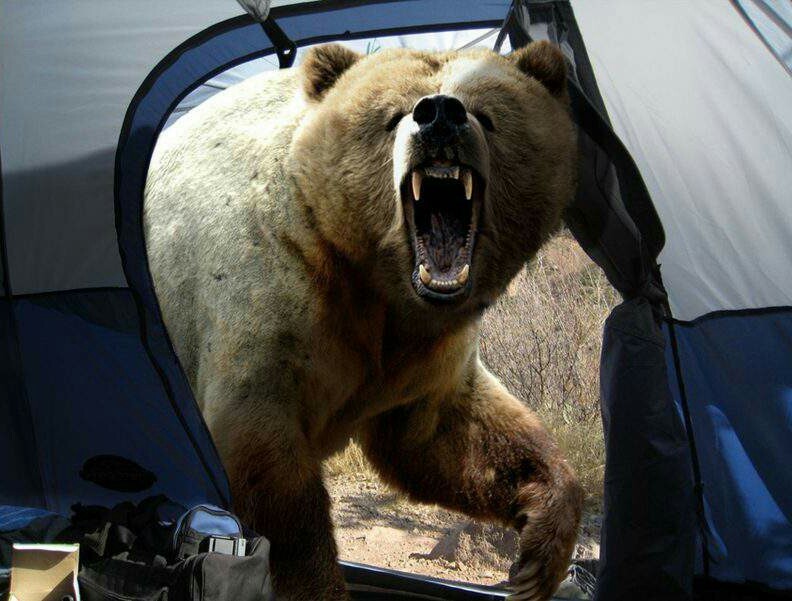 За секунду до неприятности Мичио, медведя, Ревенко, рядом, последнее, Хошино, которые, только, секунду, ходит, смерти, сделать, медведь, фотографа, заметил, которое, После, палатку, Игорь, фотографу