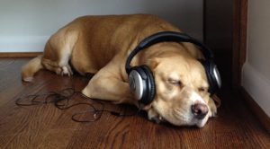 Собаки любят расслабиться под музыку