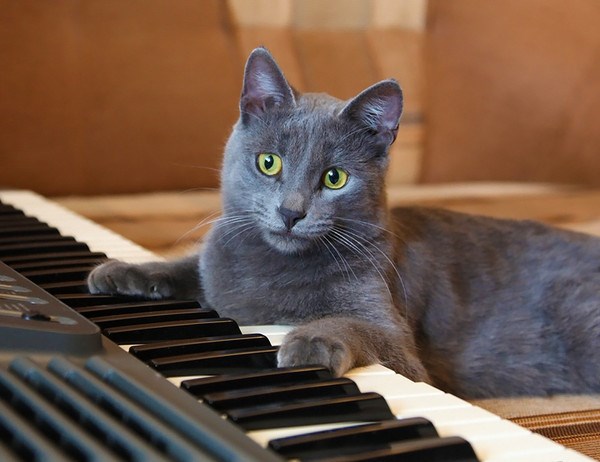 10 необычных кошачьих профессий 10 необычных кошачьих профессий животные