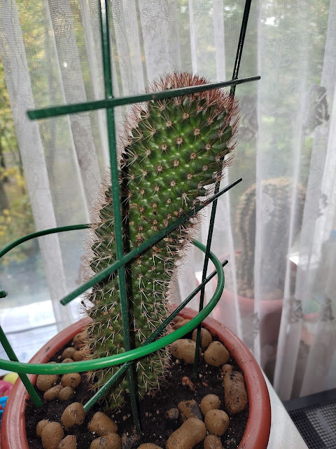 маммиллярия колючейшая