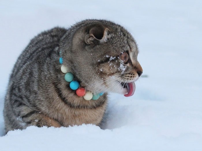 Коты ждали весну но вернулась зима картинки