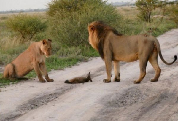 Два льва приблизились к раненому лисенку… Затем произошло то, что не поддается объяснению! Царь зверей, животные, интресное, история., лев, лисенок, львица, сострадание