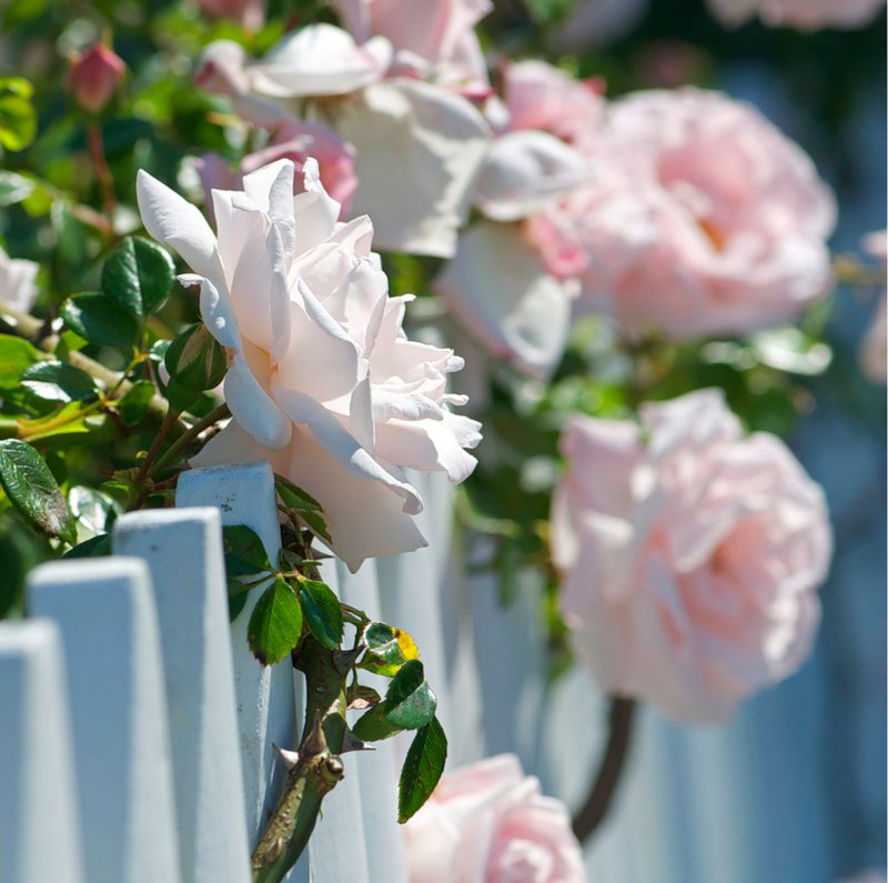 Твой сад розы. Куст розы Грейс Келли. Розовые кусты в саду. Розовые розы в саду.