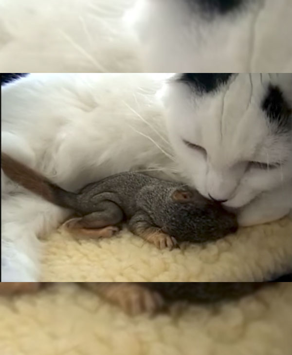 catandstella
