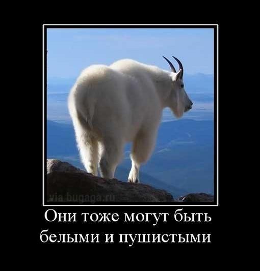 Новые демотиваторы и ненависть к будильникам Новые демотиваторы и ненависть к будильникам