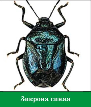 Зикрона синяя зикрона синяя