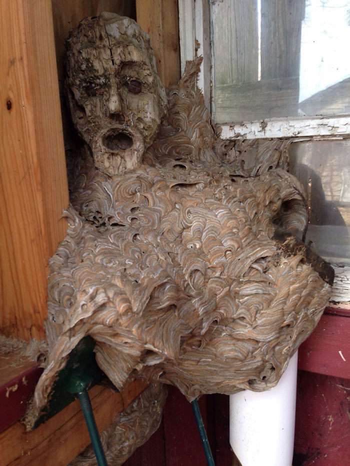 An Abandoned Hornet's Nest My Dad Found In His Shed That He Hadn't Been In For A Couple Years. The Head Is Apart Of A Wooden Statue It Fused With