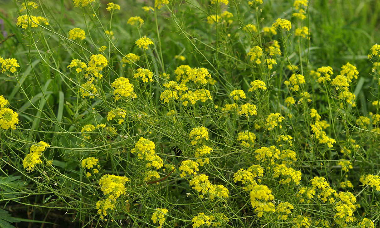 Рецепт от стенокардии, который поведала мне травница из Ковеля