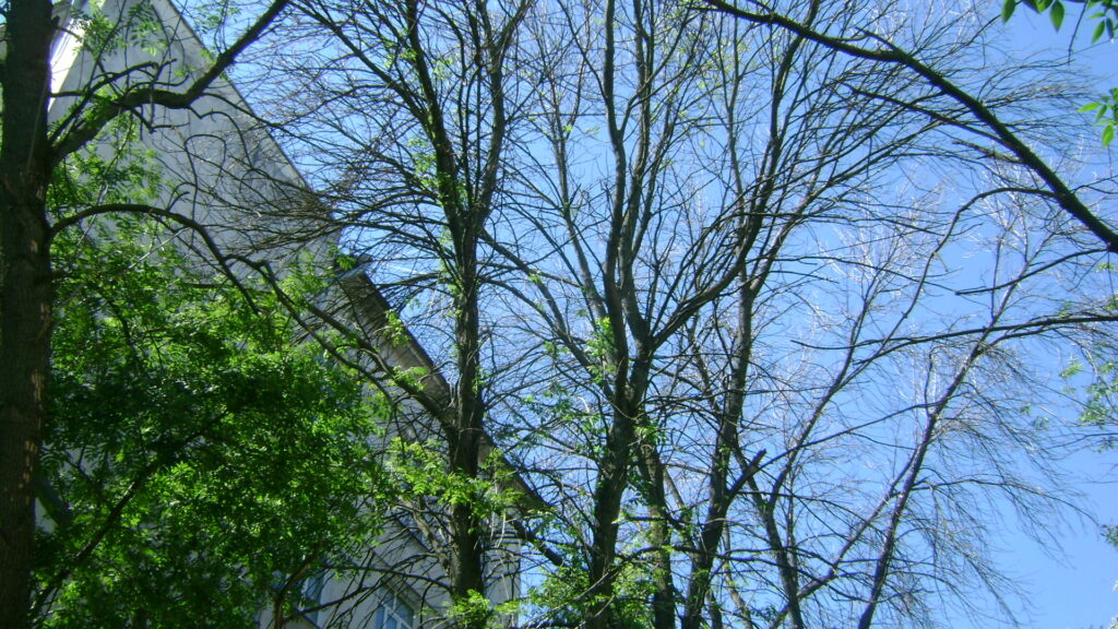 Рязанцы обсуждают в соцсетях обилие сухих деревьев в городе