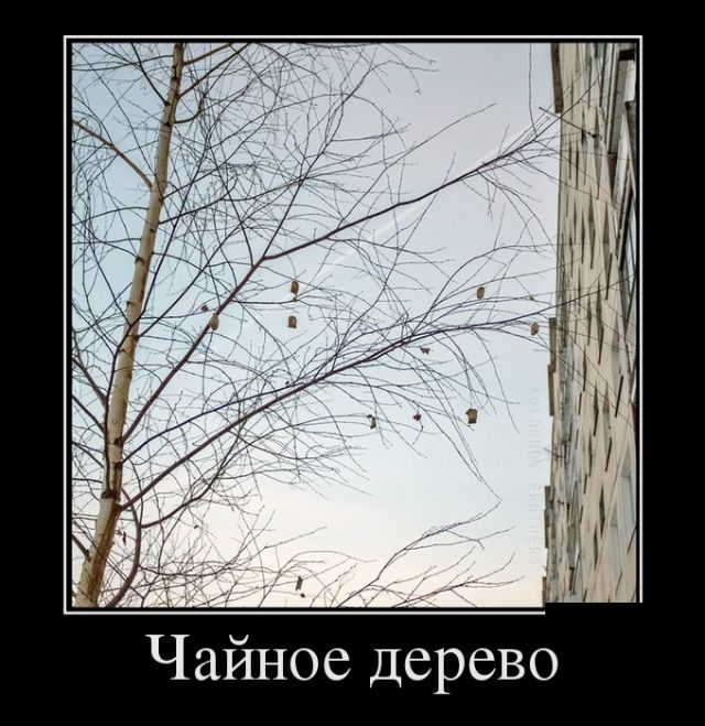 Утренние демотиваторы для веселья и позитива (11 фото)
