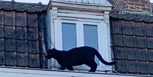 В гости к людям пришла кошка, но никто её не погладил. Потому что это была вовсе не киса, а огромная пантера 