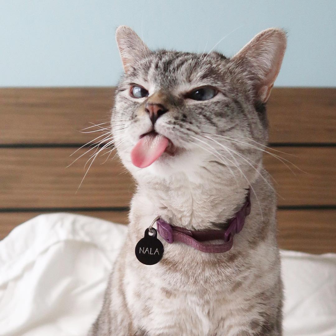 Кот с высунутым языком