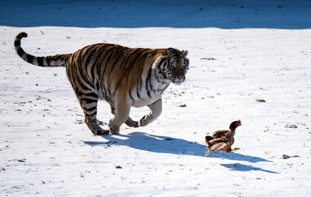 В парке в городе Харбин, Китай у тигров тренируют охотничьи инстинкты с помощью куриц