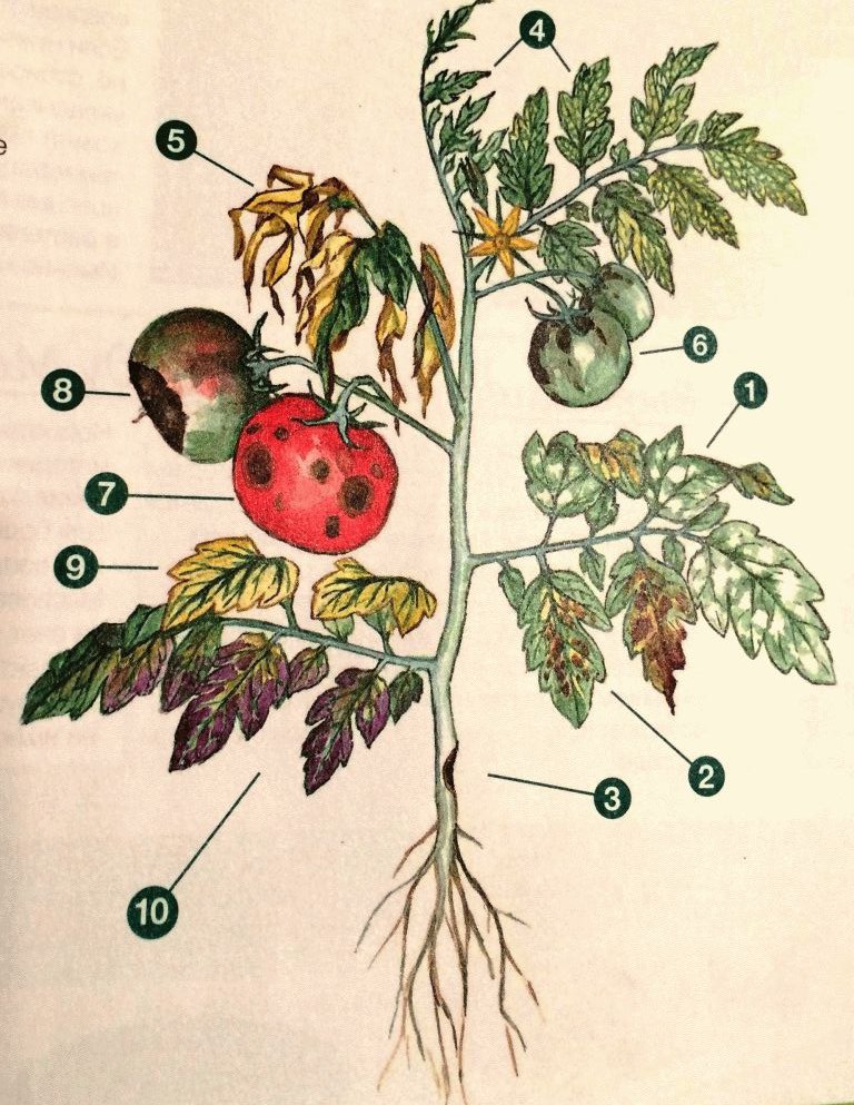 Болезни помидор по листьям описание с фотографиями