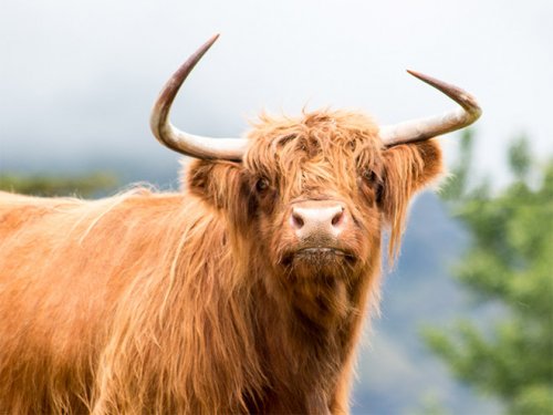 Смешные животные, об эмоциях которых можно судить по их выразительным мордашкам Смешные животные, об эмоциях которых можно судить по их выразительным мордашкам