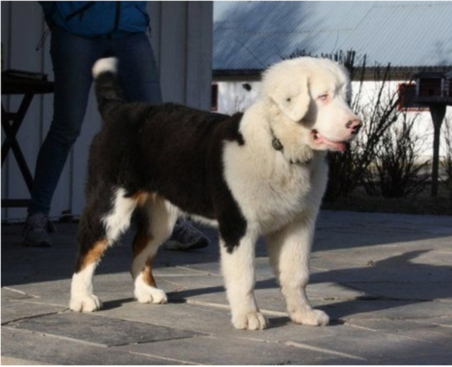 папильон брак по окрасу. корги кардиган альбинос. бернский зенненхунд окрасы альбинос. австралийская овчарка альбинос. брак по окрасу.