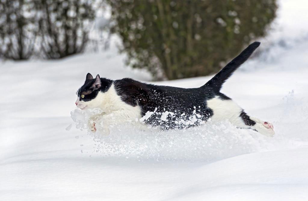 Коты ждали весну но вернулась зима картинки