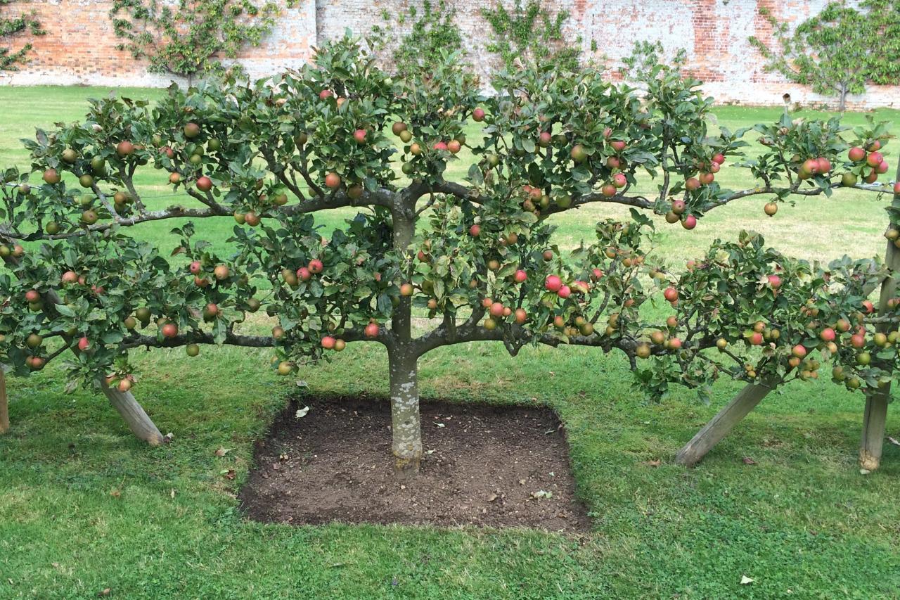 Яблони ниже − яблок больше садоводство