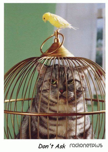 Эти смешные животные Эти смешные животные