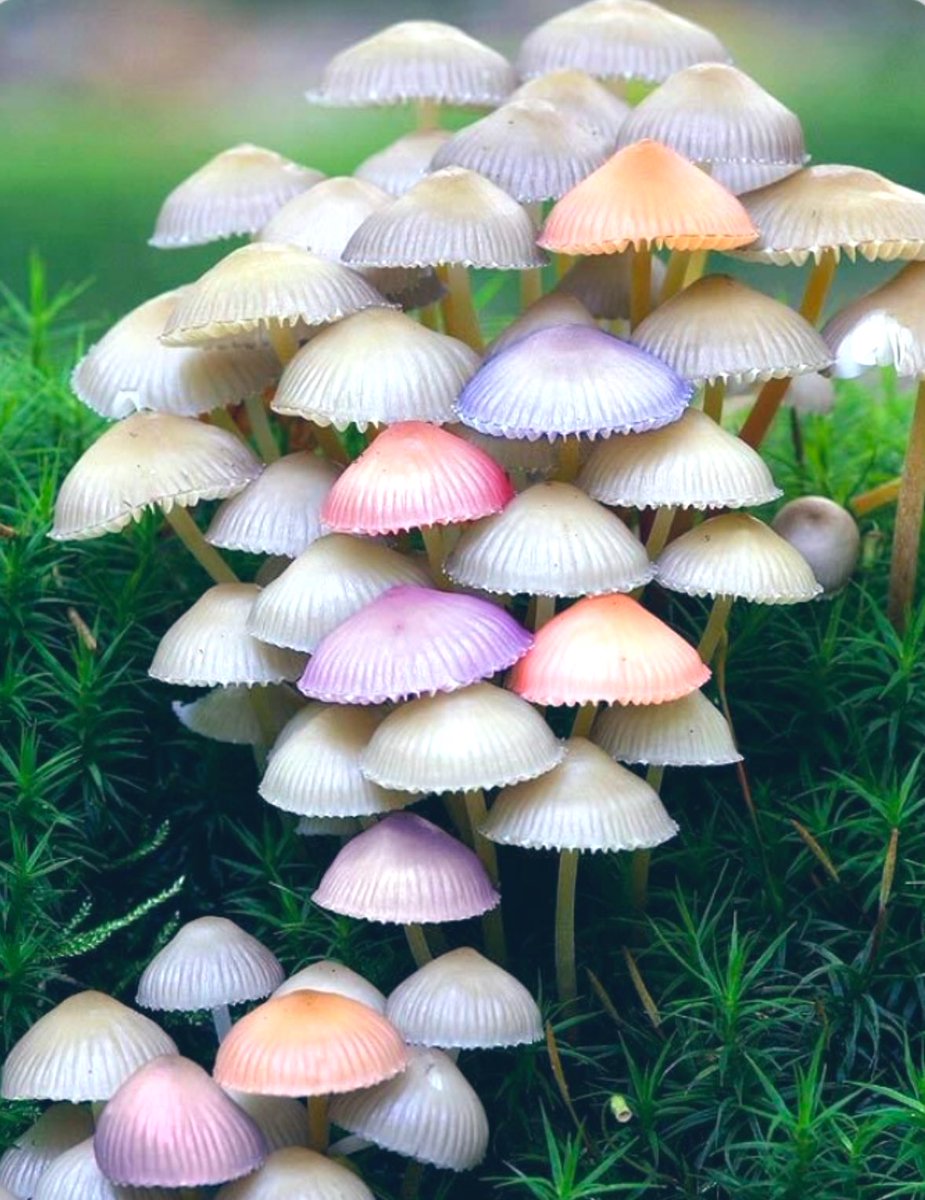 Разноцветные грибы