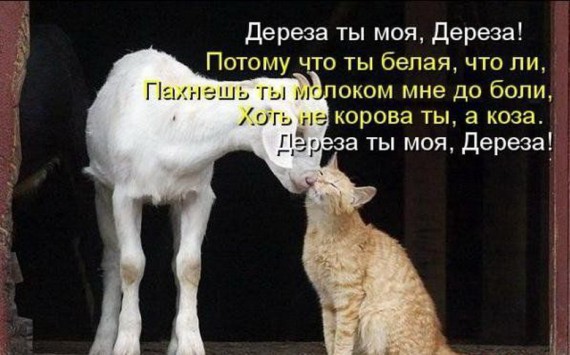 Уфф!!! Ну наконец-то! Котоматрицы великолепные, каждая с улыбкой, позитивом и хорошим настроением!