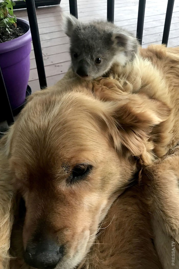 Золотистый ретривер Аша спасла маленькую коалу другие животные