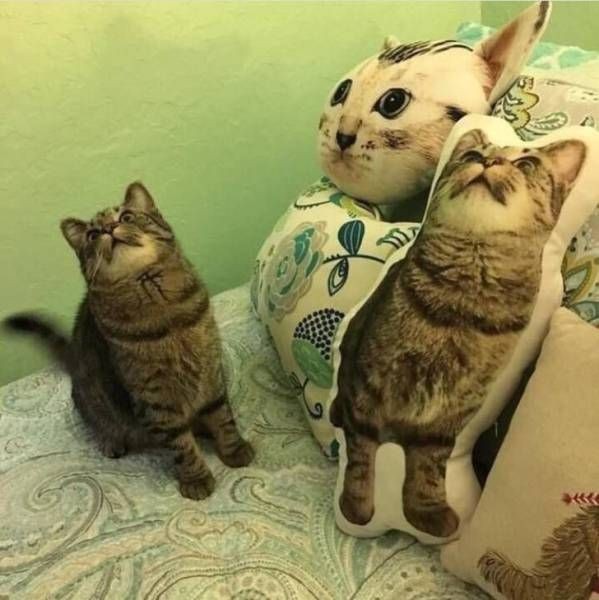 Подборка прикольных фото  (106 фото)