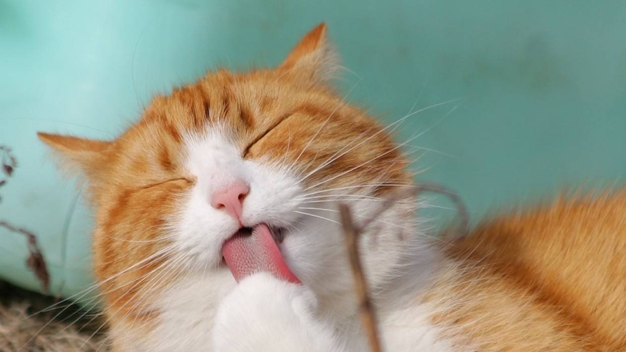 Избыточный вес у кошек может стать причиной развития диабета