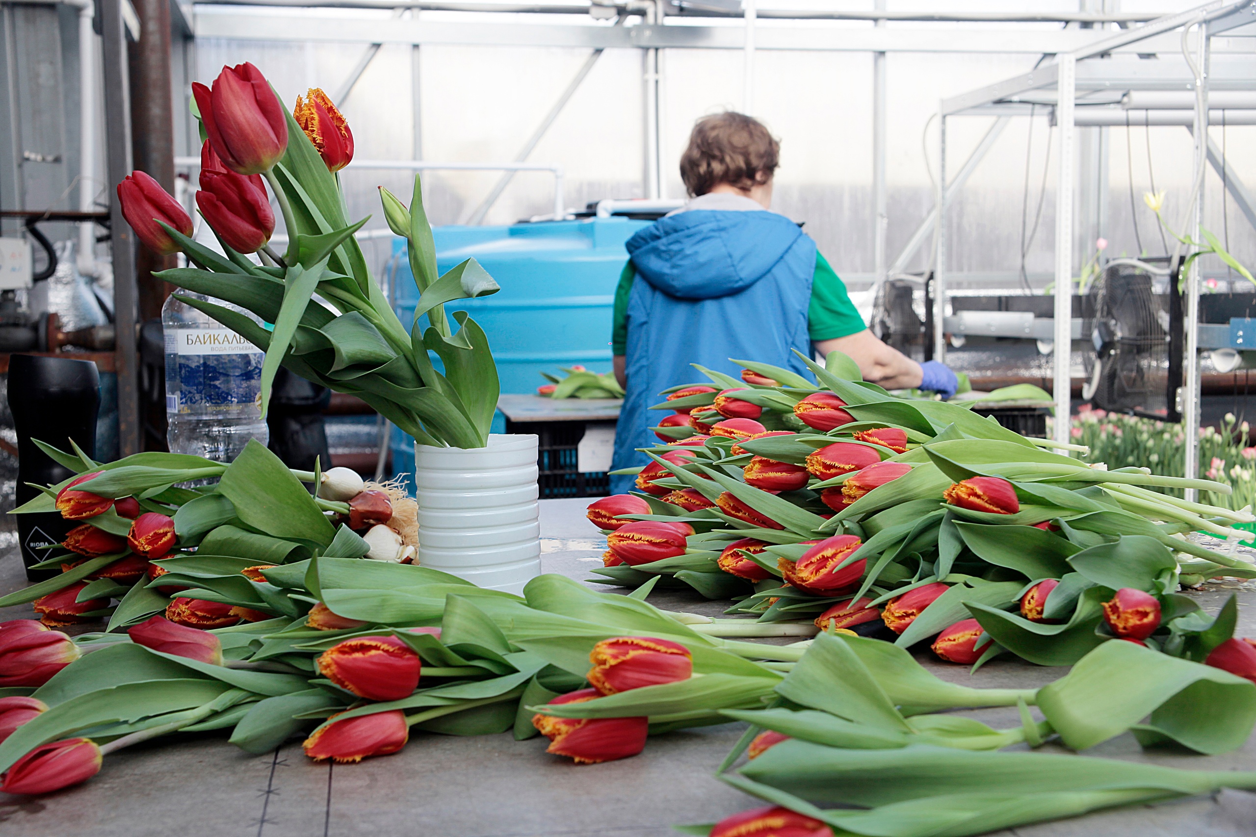 Иркутский Горзеленхоз вырастил 600 тысяч тюльпанов к 8 марта