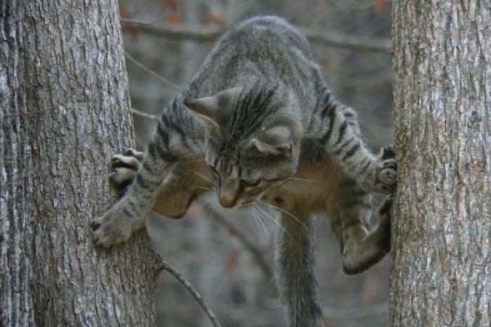 Коты, выглядывающие из своих укрытий (20 фото)